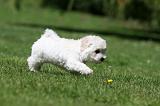 BICHON FRISE 565